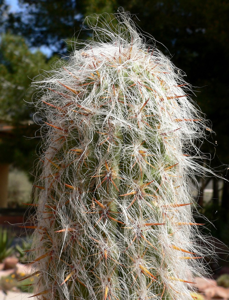 Oreocereus celsianus photo 2