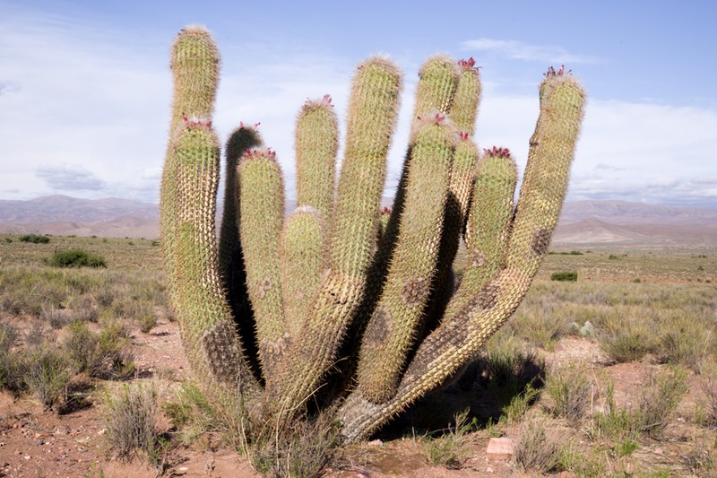 Oreocereus celsianus photo 3