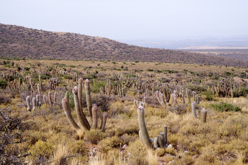 Oreocereus celsianus photo 4