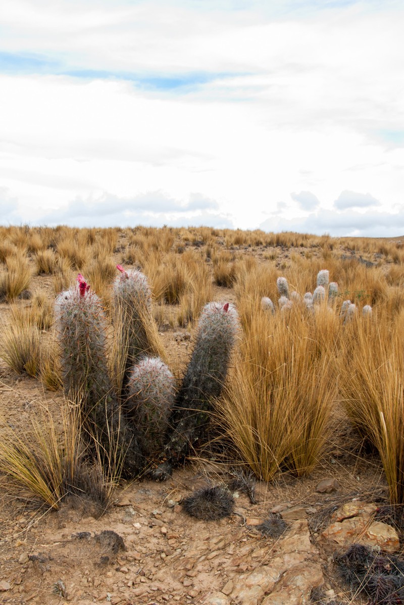 Oreocereus celsianus photo 5