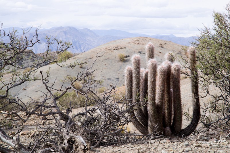 Oreocereus celsianus photo 6