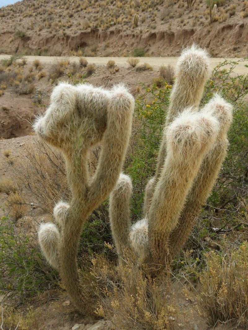 Oreocereus celsianus photo 7