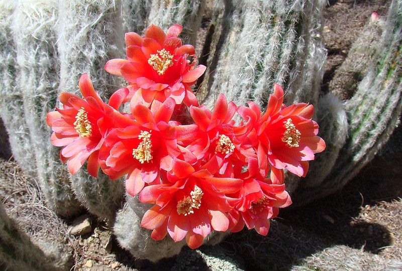 Oreocereus doelzianus