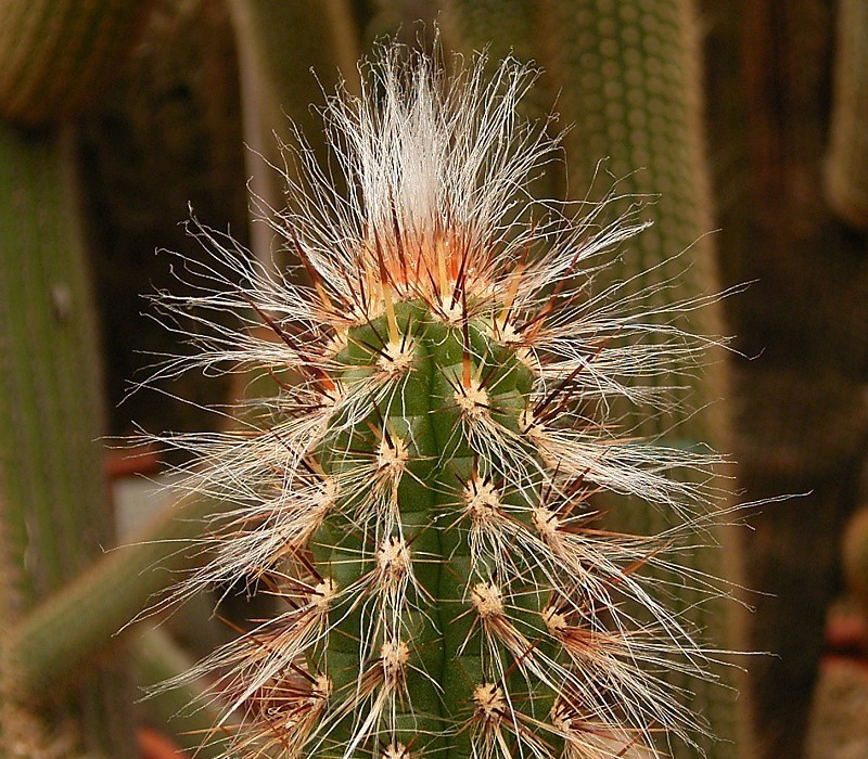 Oreocereus doelzianus photo 2