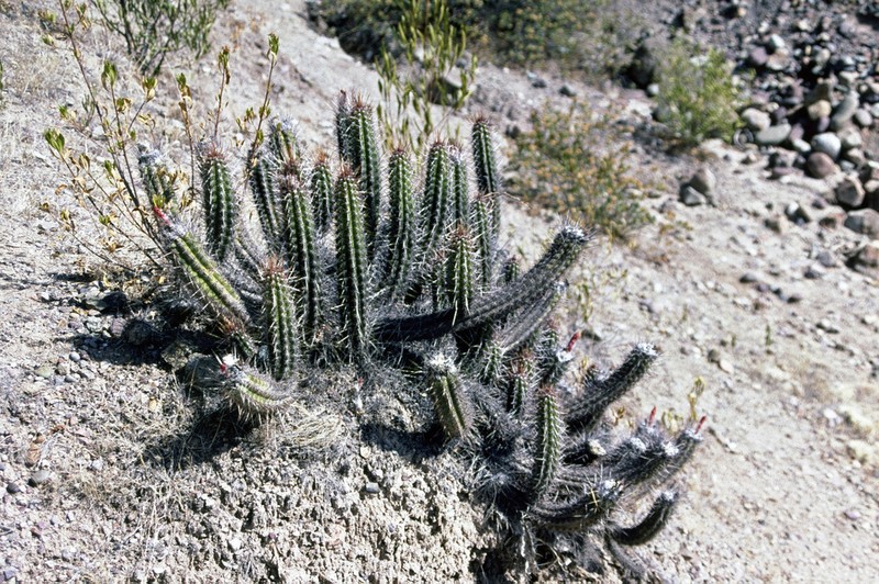 Oreocereus doelzianus photo 4