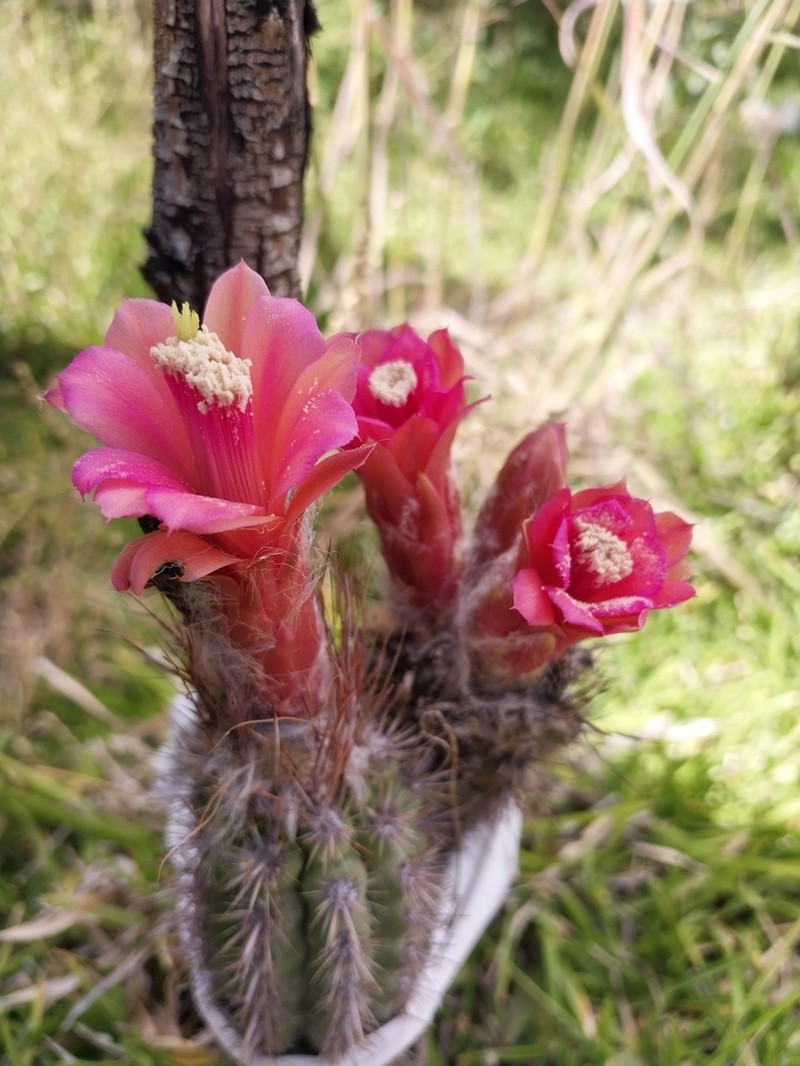 Oreocereus doelzianus photo 5