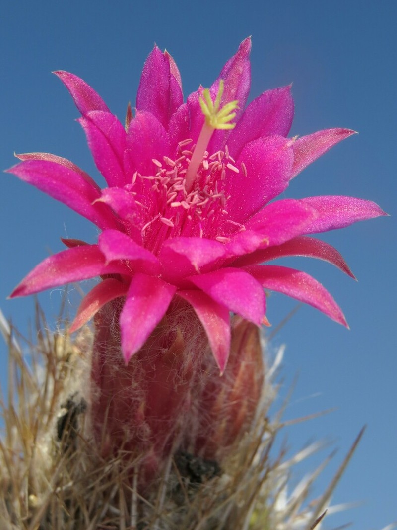 Oreocereus doelzianus photo 6