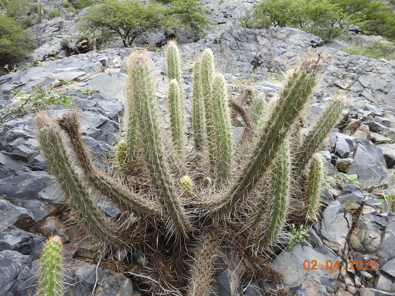 Oreocereus doelzianus photo 7