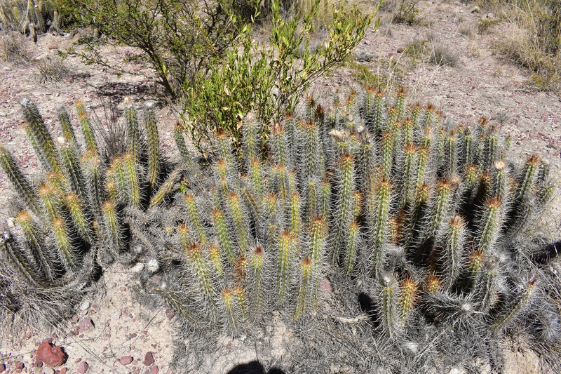 Oreocereus doelzianus subsp. calvus