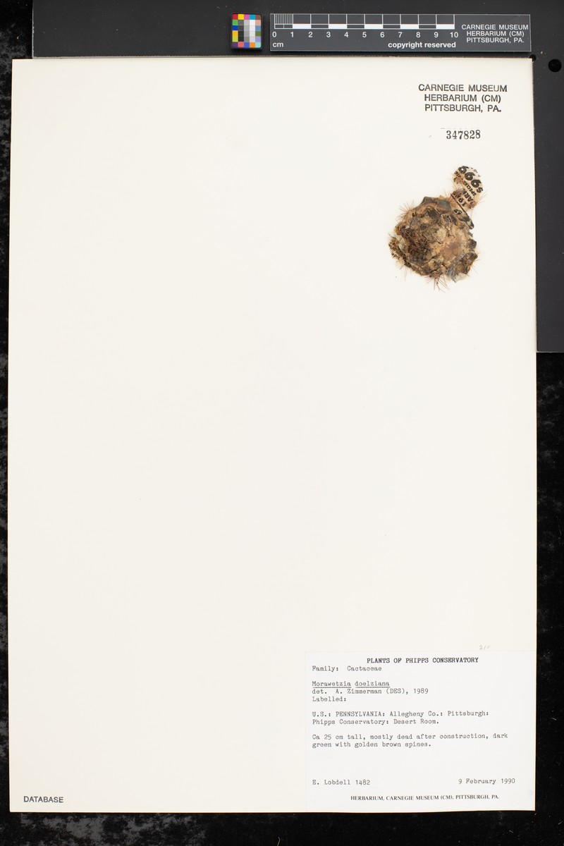 Oreocereus doelzianus subsp. doelzianus