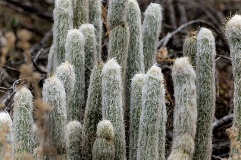 Oreocereus doelzianus subsp. sericatus photo 2