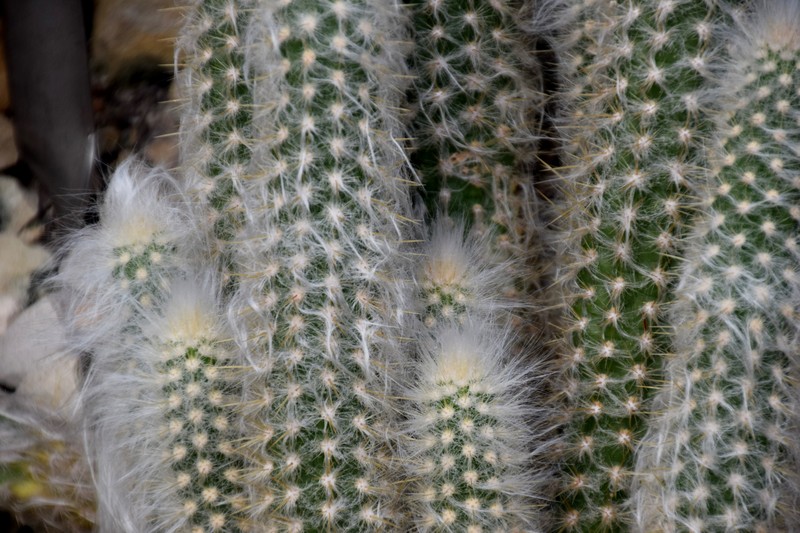 Oreocereus doelzianus subsp. sericatus