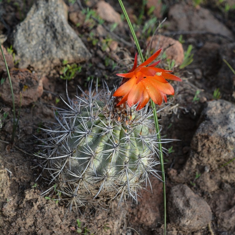 Oreocereus hempelianus photo 2