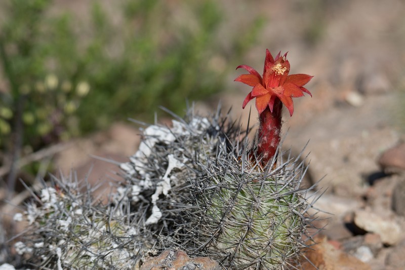 Oreocereus hempelianus photo 3