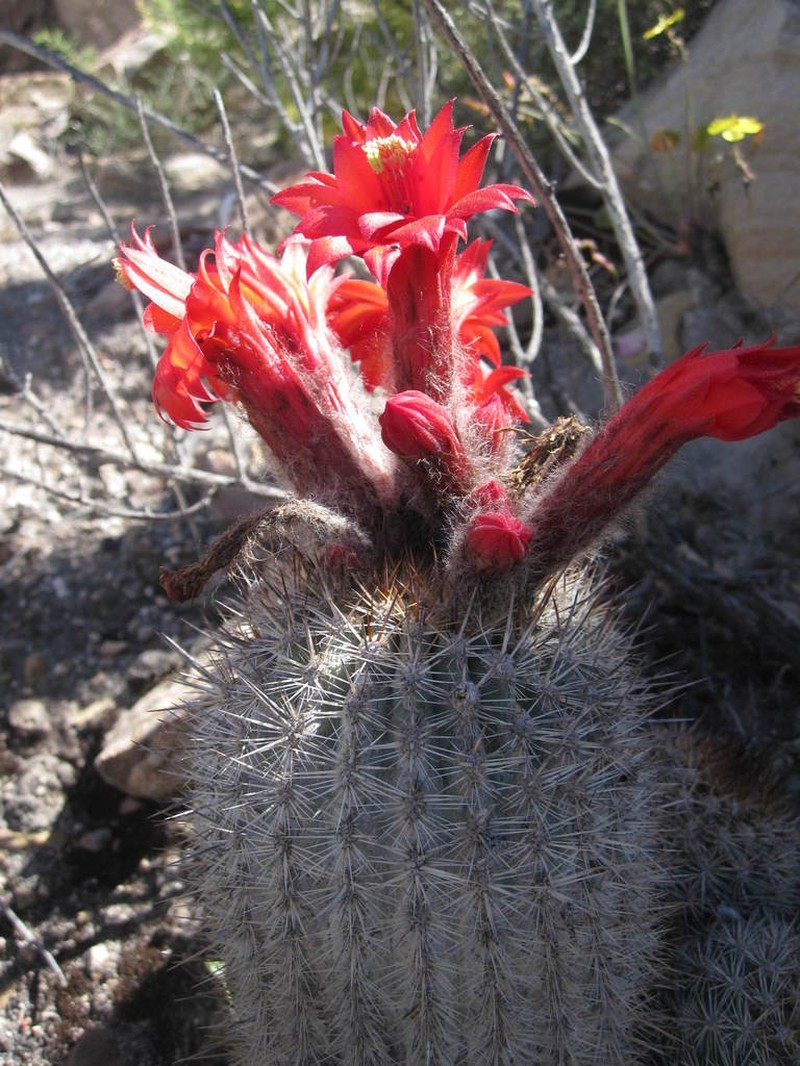 Oreocereus hempelianus photo 4