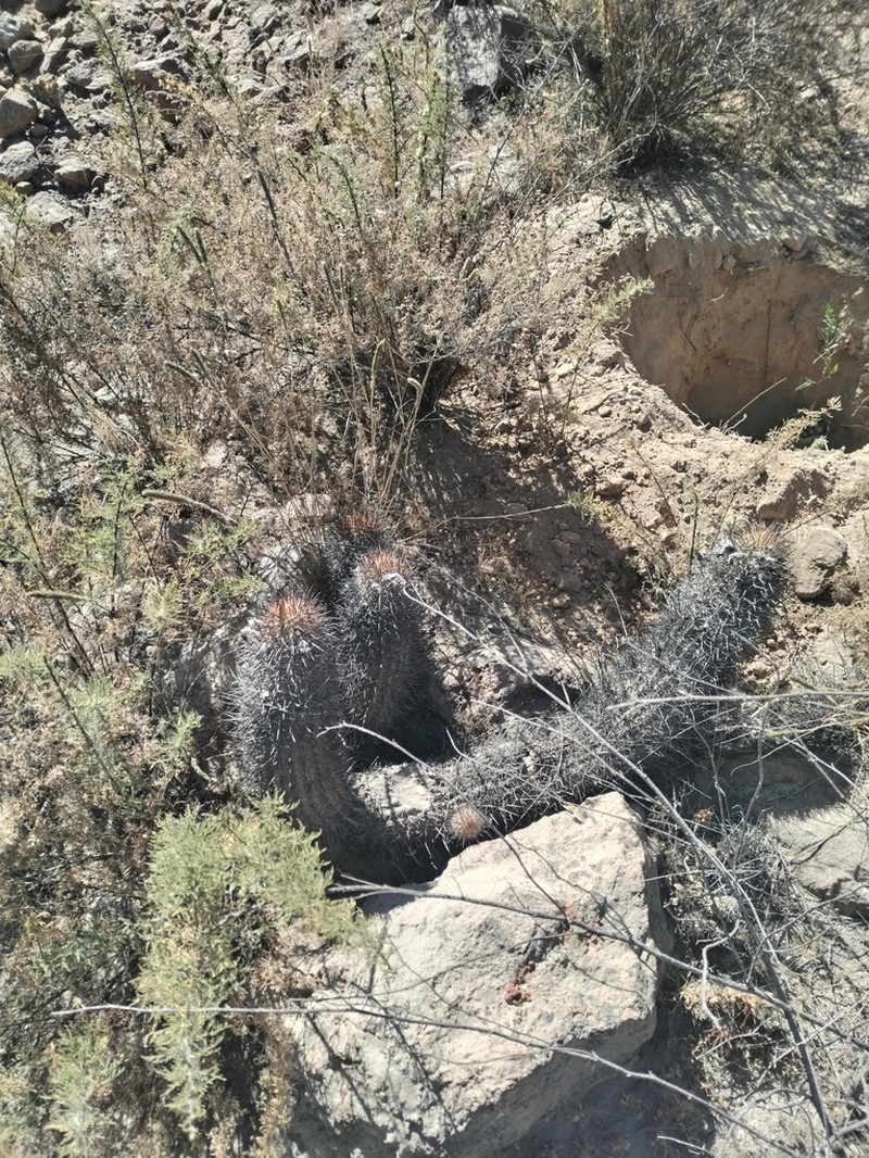 Oreocereus hempelianus photo 5