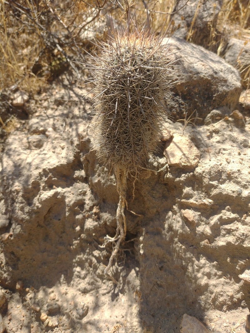 Oreocereus hempelianus photo 6
