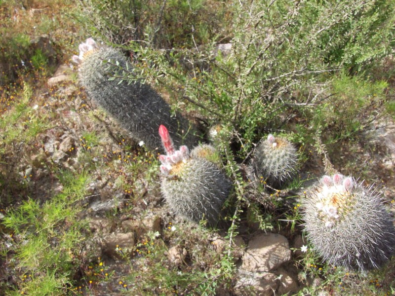 Oreocereus hempelianus photo 7