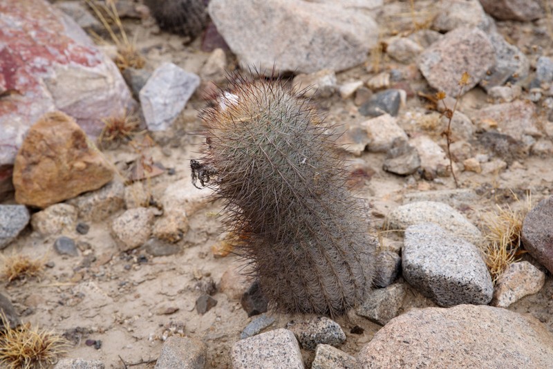 Oreocereus hempelianus photo 8