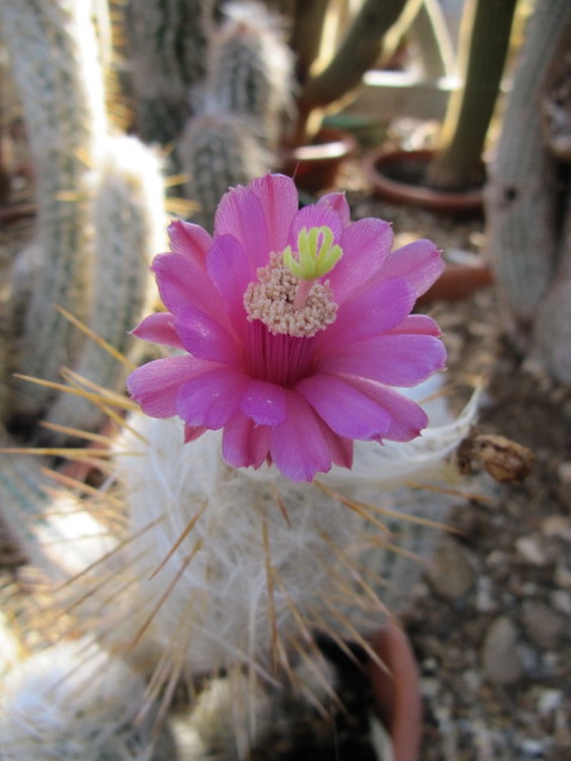 Oreocereus leucotrichus