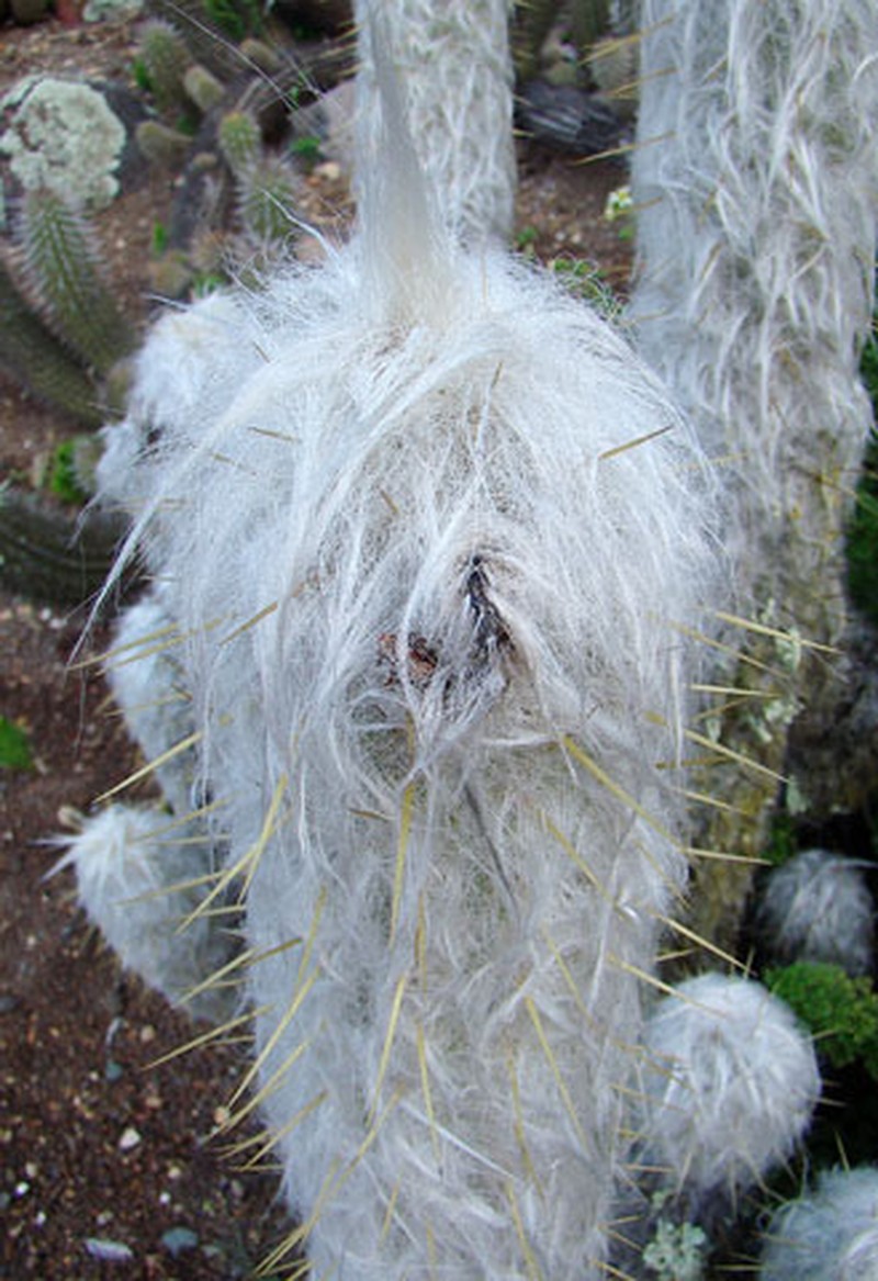 Oreocereus leucotrichus photo 2