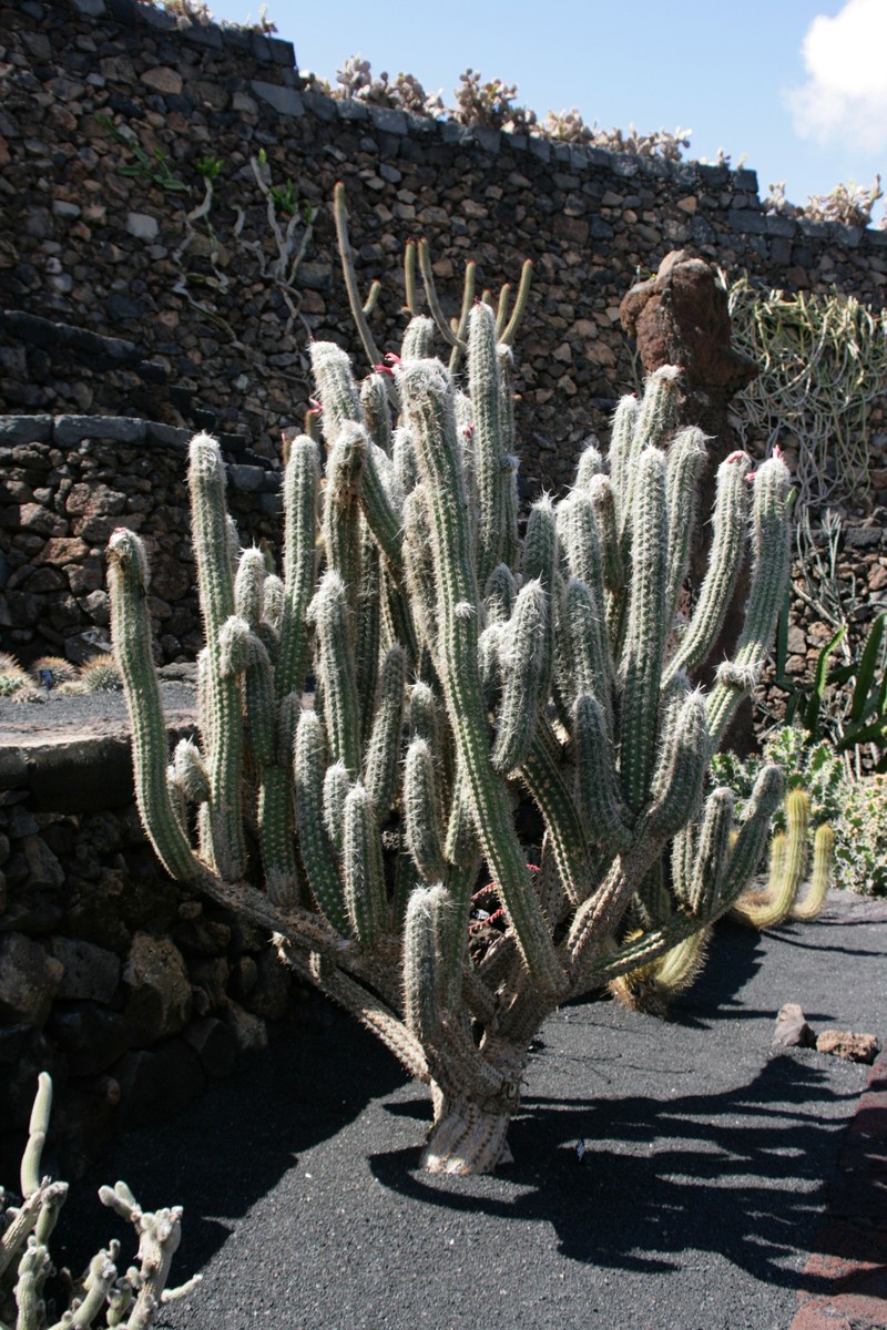 Oreocereus leucotrichus photo 3