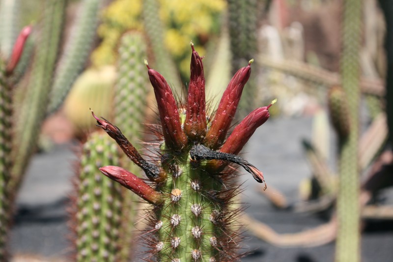 Oreocereus pseudofossulatus