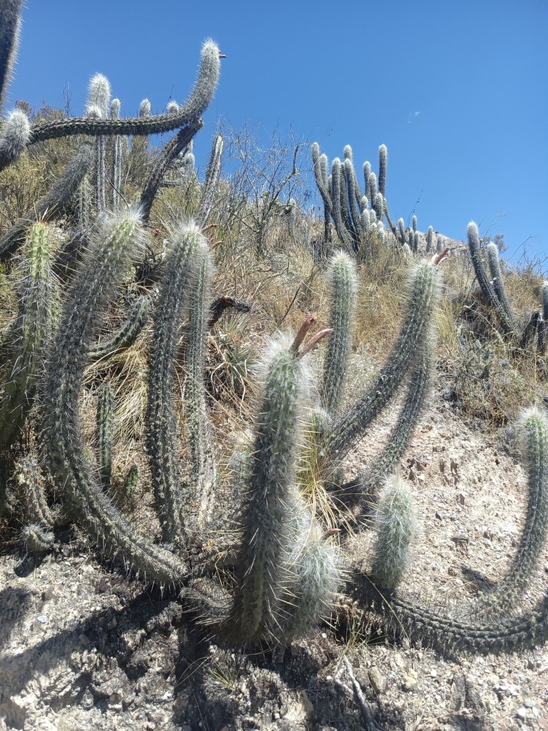 Oreocereus pseudofossulatus photo 2