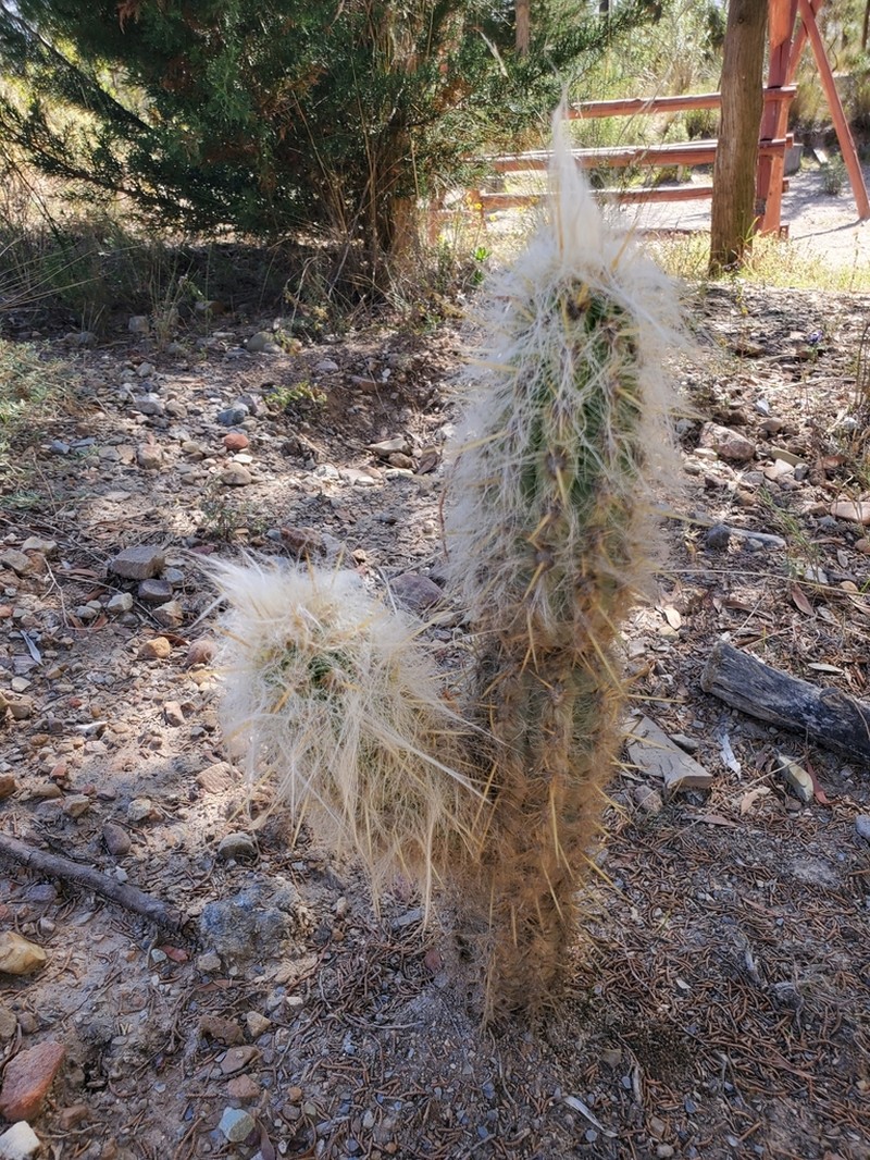Oreocereus pseudofossulatus photo 3