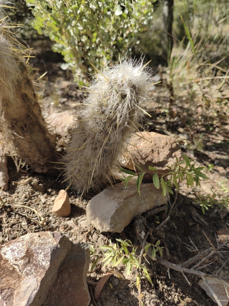 Oreocereus pseudofossulatus photo 4