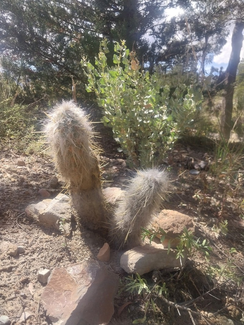 Oreocereus pseudofossulatus photo 7