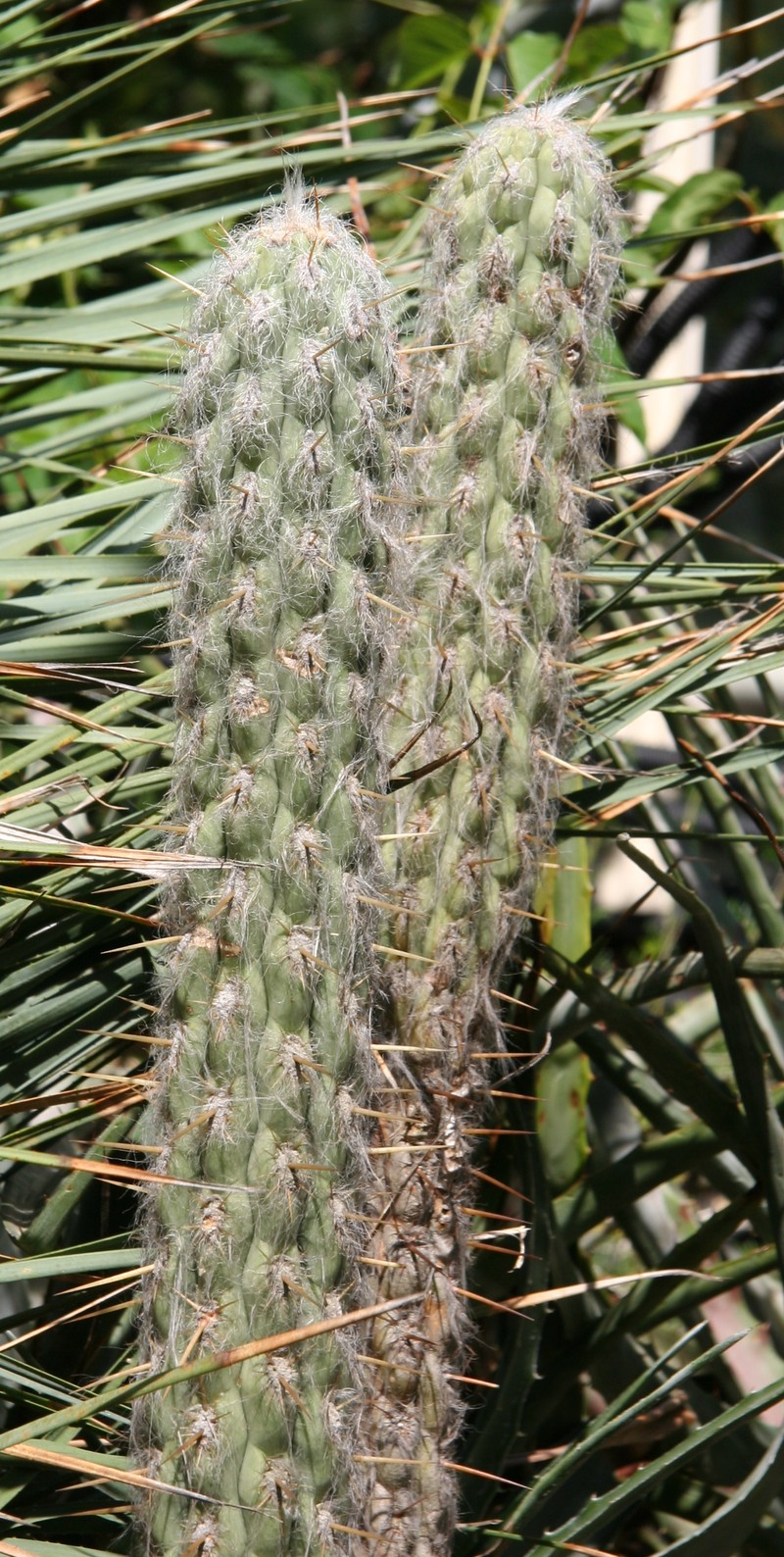 Oreocereus ritteri