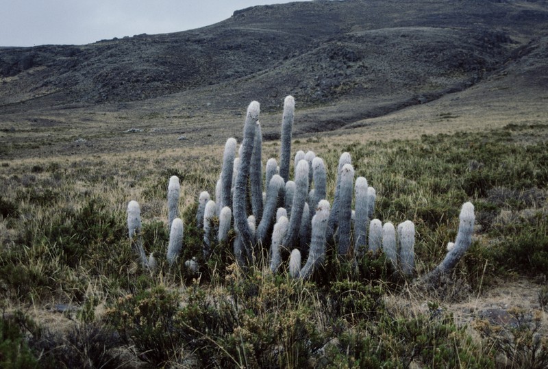 Oreocereus ritteri photo 3