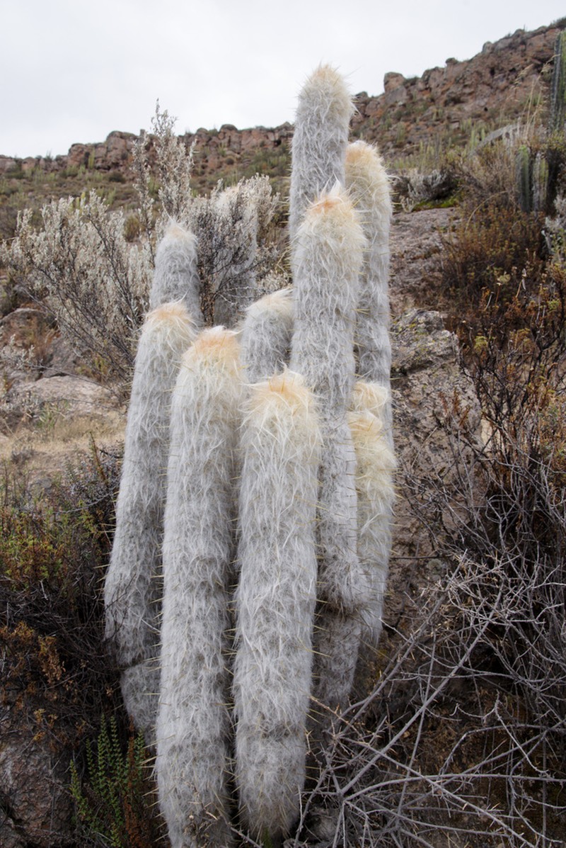 Oreocereus ritteri photo 5