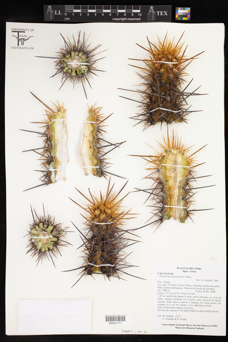 Oreocereus tacnaensis