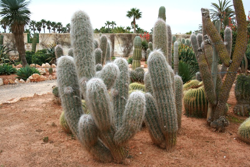 Oreocereus trollii