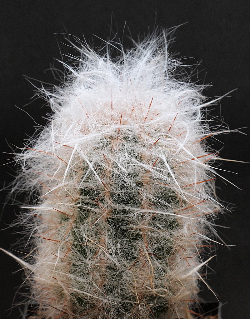 Oreocereus trollii photo 2