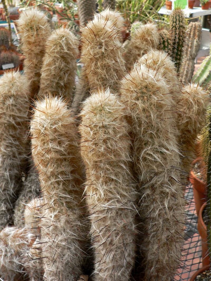 Oreocereus trollii photo 3