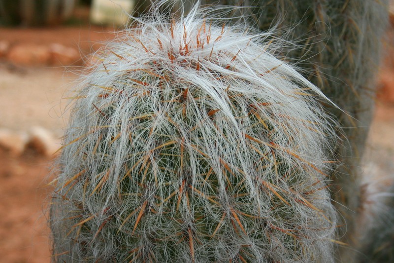 Oreocereus trollii photo 4