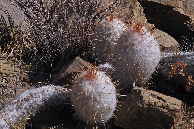 Oreocereus trollii photo 5