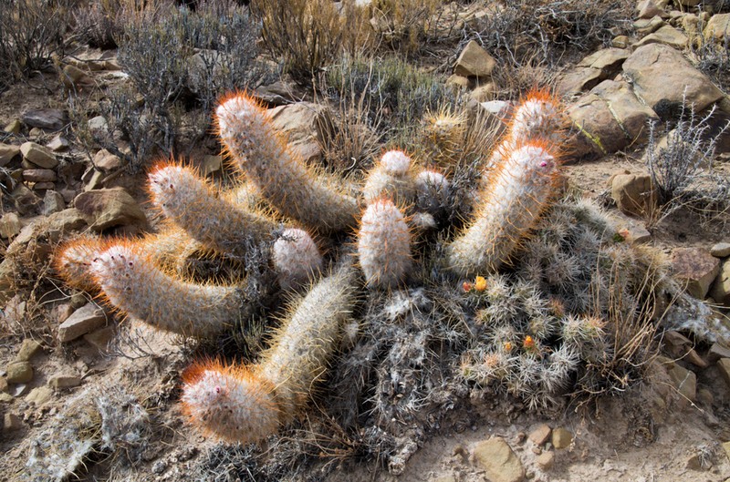Oreocereus trollii photo 6