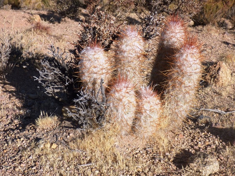 Oreocereus trollii photo 7