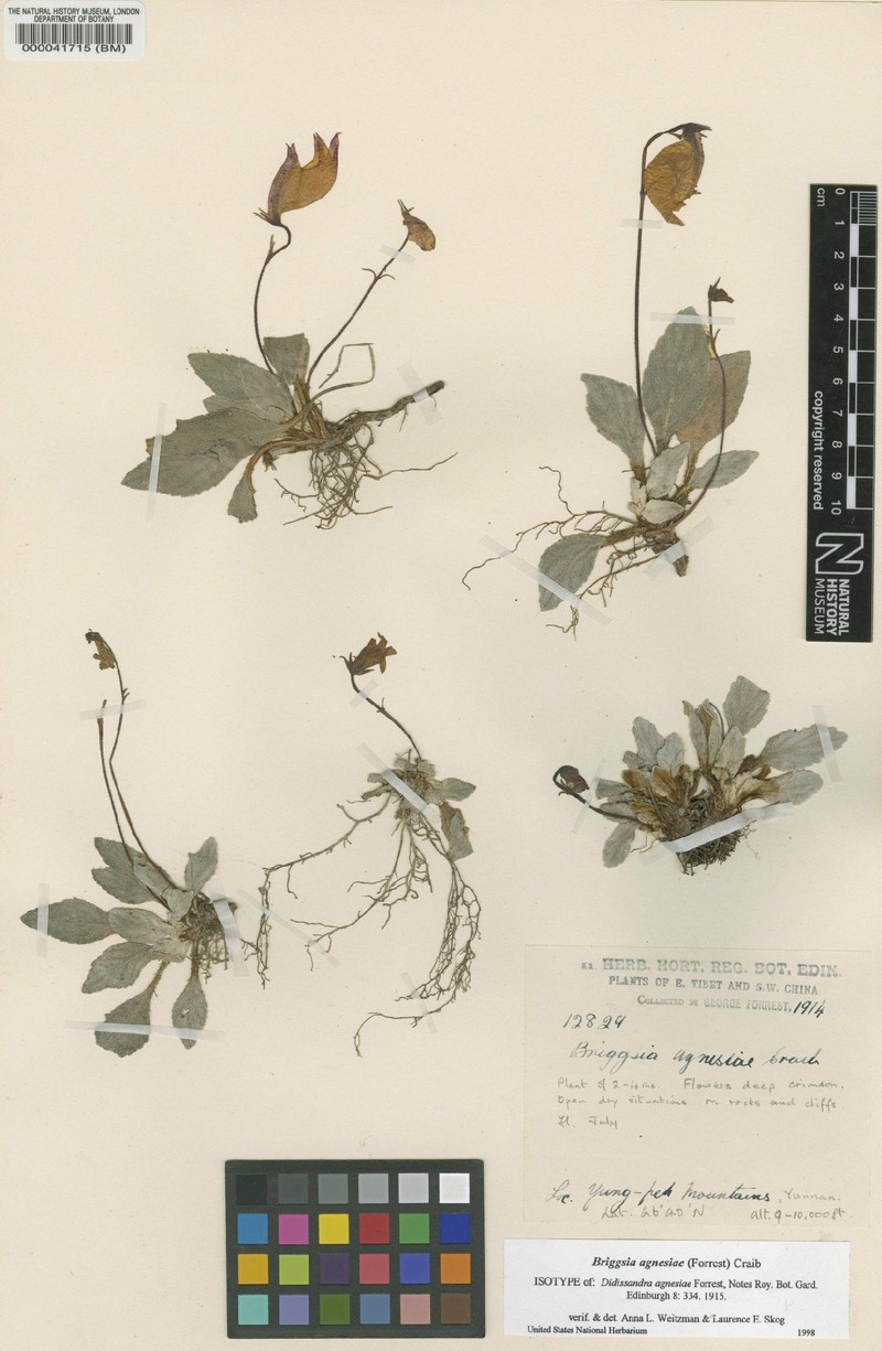 Oreocharis agnesiae photo 2