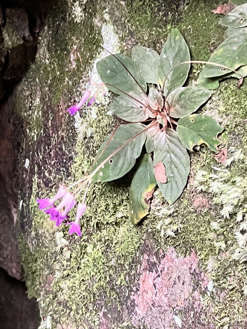 Oreocharis auricula var. auricula photo 2