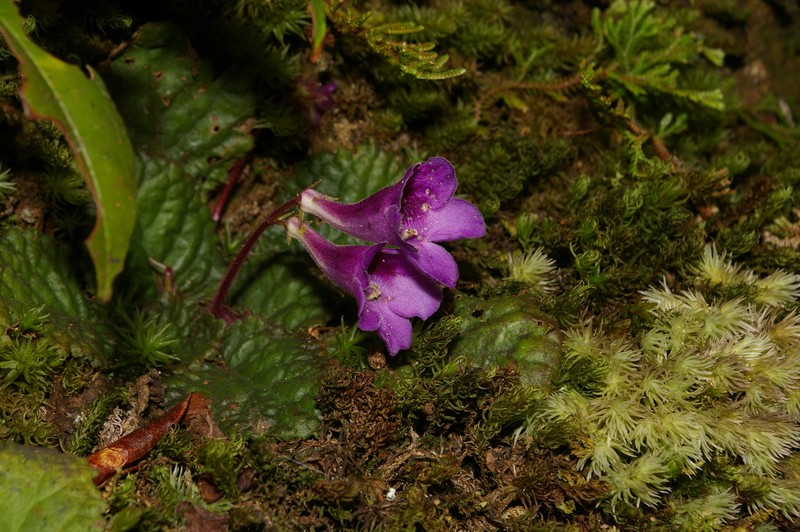 Oreocharis caobangensis photo 2