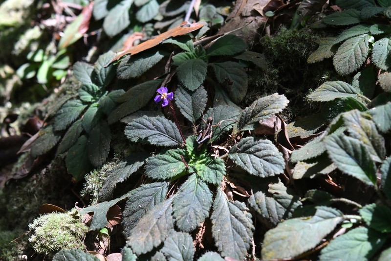 Oreocharis guileana