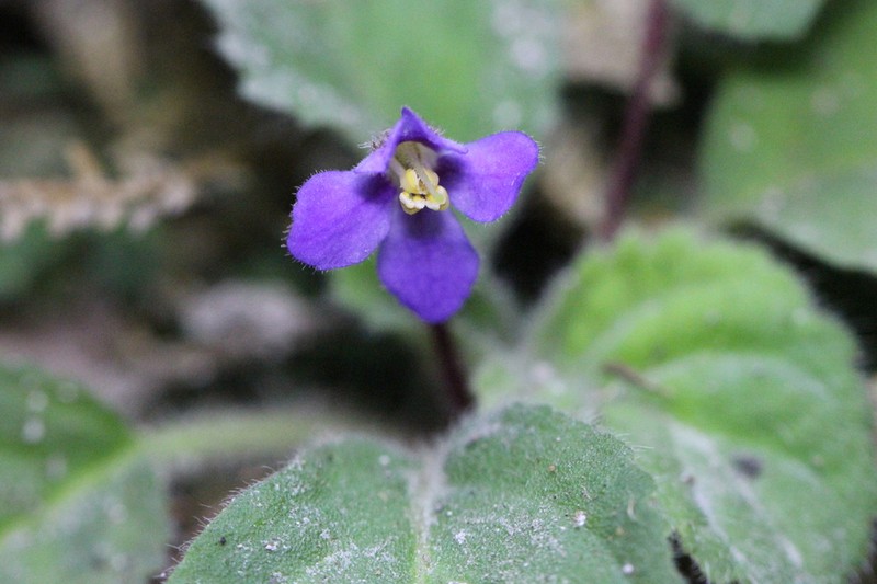 Oreocharis guileana photo 2