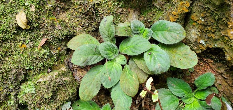 Oreocharis guileana photo 3