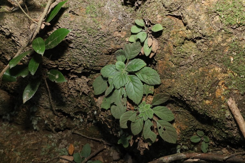 Oreocharis guileana photo 4