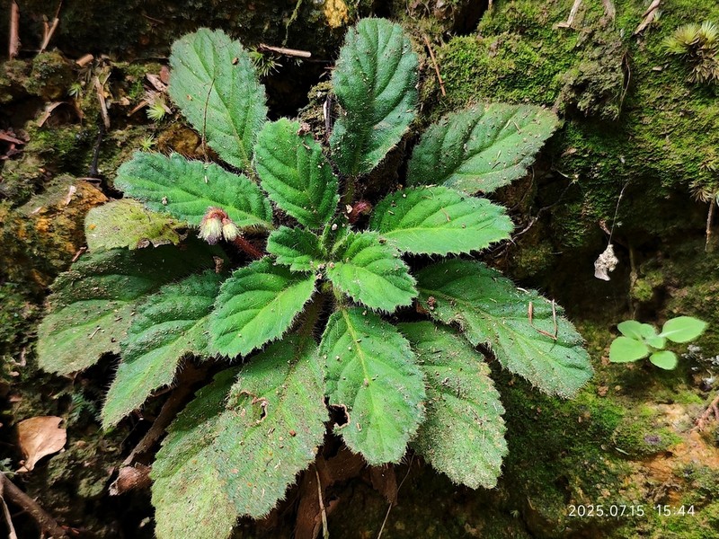 Oreocharis guileana photo 5